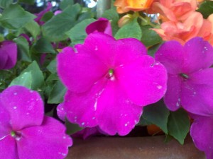 Blume_Nokia_E75_Testbild Blume_Nokia_E75_Testbild