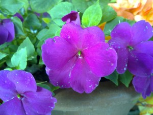 Blume_Nokia_N97_Testbild Blume_Nokia_N97_Testbild