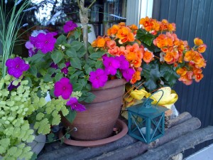 Blumen_Nokia_N97_Testbild Blumen_Nokia_N97_Testbild